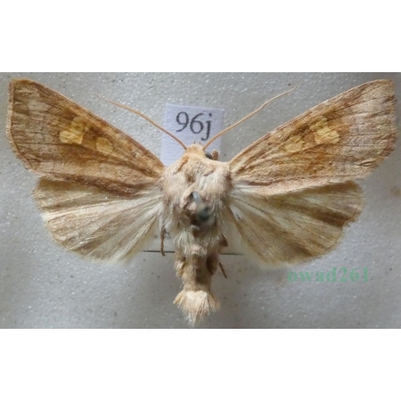 Amphipoea fucosa (Freyer, 1830) Czech96j